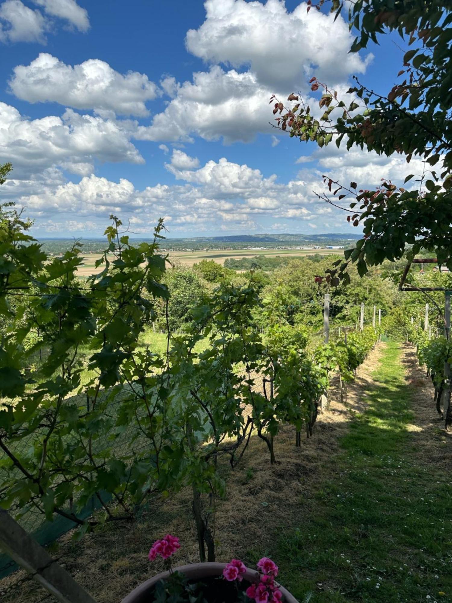 Kuca Za Odmor Mare Villa Sveti Martin Na Muri Exteriör bild